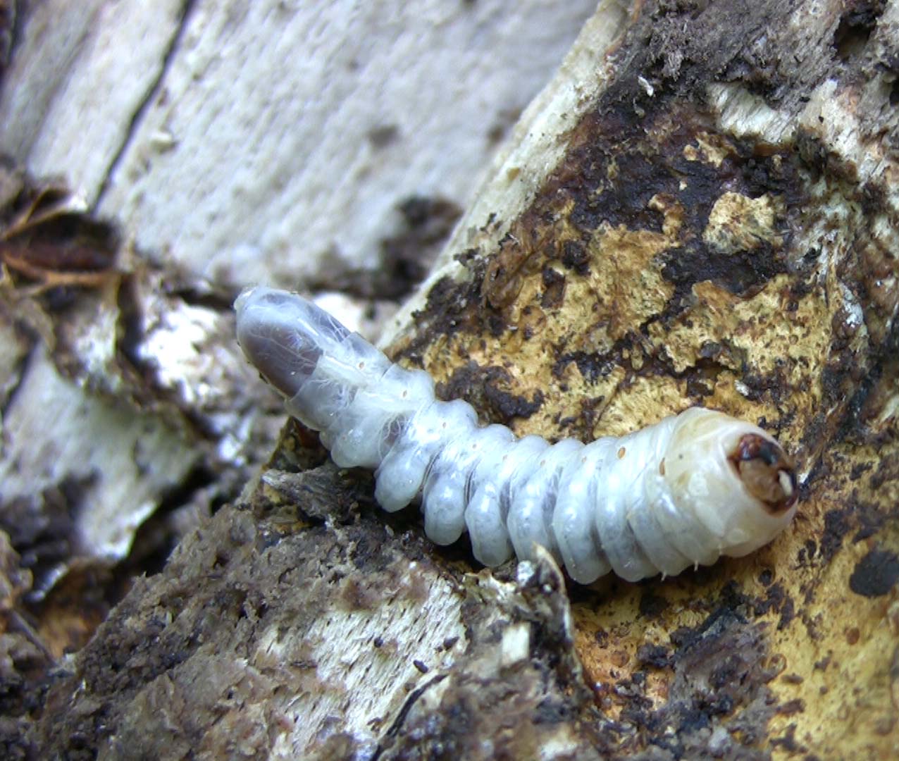 Larva da determinare - Cerambycidae